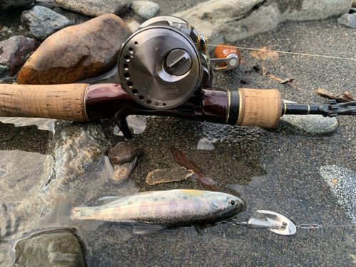 ヤマメの釣果