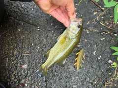 ラージマウスバスの釣果