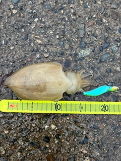 コウイカの釣果