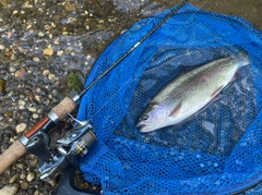 ニジマスの釣果