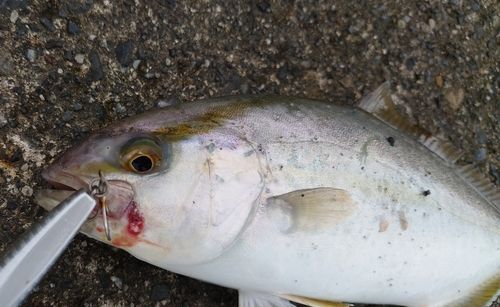 ショゴの釣果