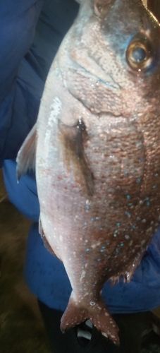 タイの釣果