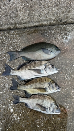 チヌの釣果