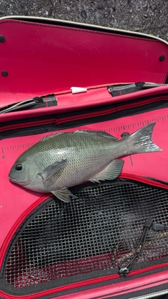 クチブトグレの釣果