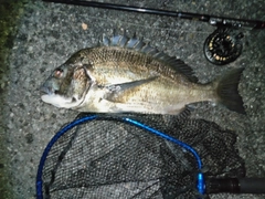 チヌの釣果