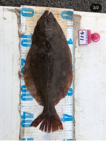 ヒラメの釣果