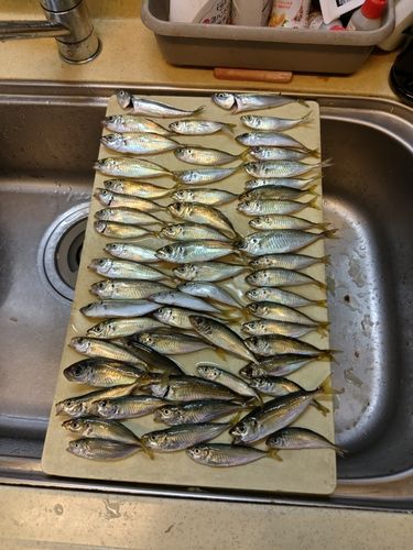 アジの釣果
