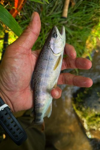 ヤマメの釣果