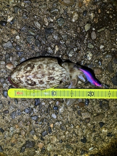 コウイカの釣果