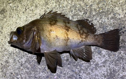 メバルの釣果