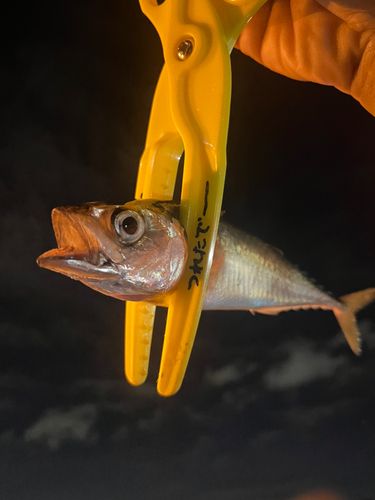サバの釣果