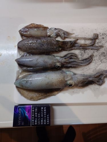 アオリイカの釣果