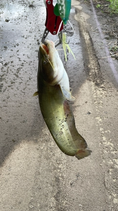 ナマズの釣果