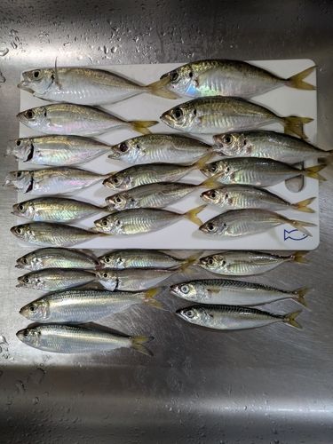 アジの釣果