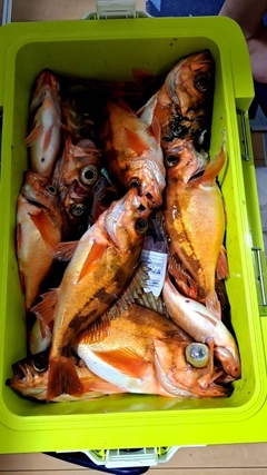 ウスメバルの釣果