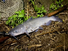 アメリカナマズの釣果