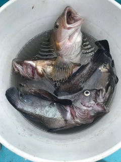 アイナメの釣果