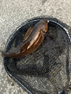 アイナメの釣果
