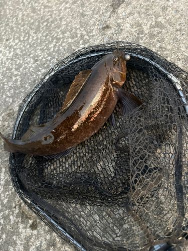 アイナメの釣果