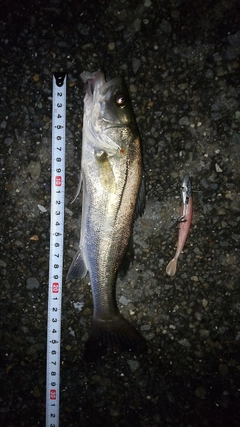 シーバスの釣果