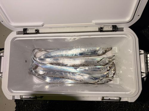 タチウオの釣果