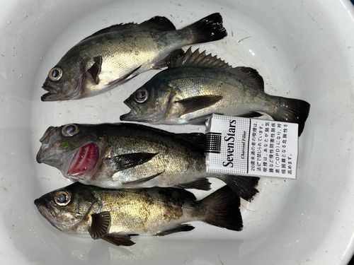 メバルの釣果