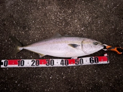 ワラサの釣果
