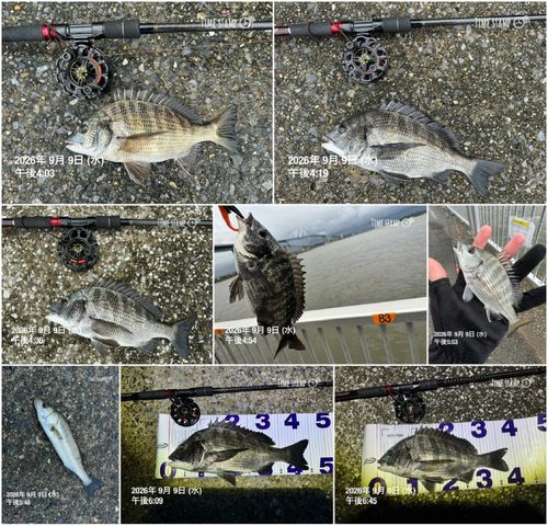 クロダイの釣果