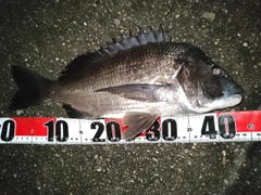 チヌの釣果