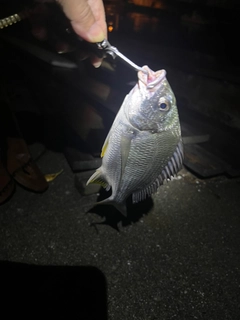 キビレの釣果
