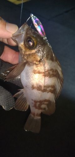 メバルの釣果