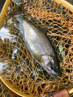 ヤマメの釣果