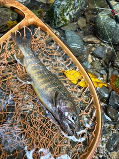 イワナの釣果