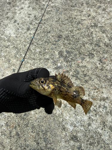 ガヤの釣果
