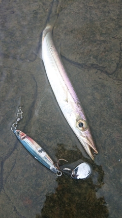 カマスの釣果