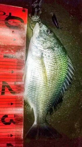 キチヌの釣果