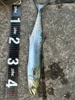 サゴシの釣果