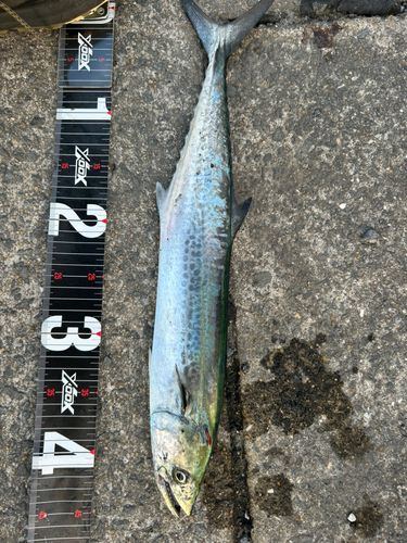サワラの釣果・釣り情報まとめ【2026年最新】 - アングラーズ | 釣果