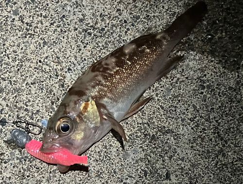 ガヤの釣果