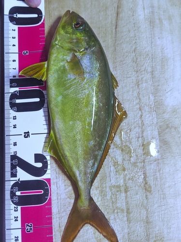 カンパチの釣果