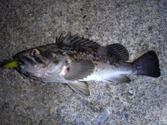 ソイの釣果