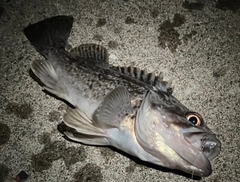 クロソイの釣果