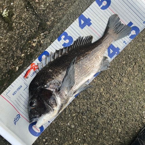 チヌの釣果