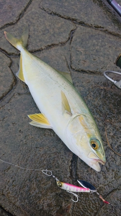コゾクラの釣果