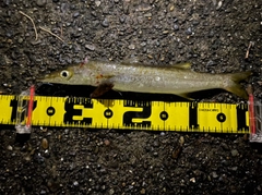 カマスの釣果