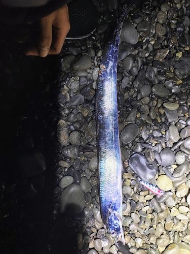 タチウオの釣果