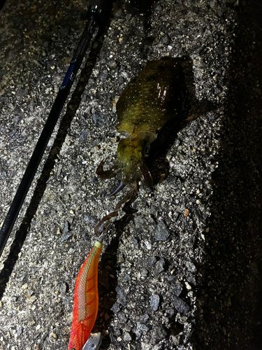 アオリイカの釣果