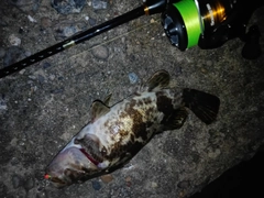 ベッコウゾイの釣果