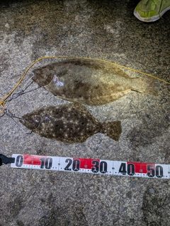 ヒラメの釣果