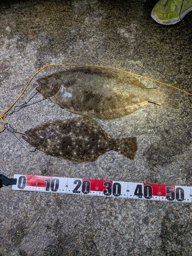 ヒラメの釣果